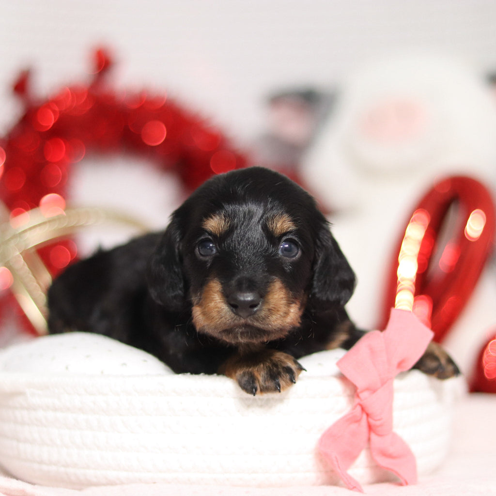 Ophelia - Available 3/5