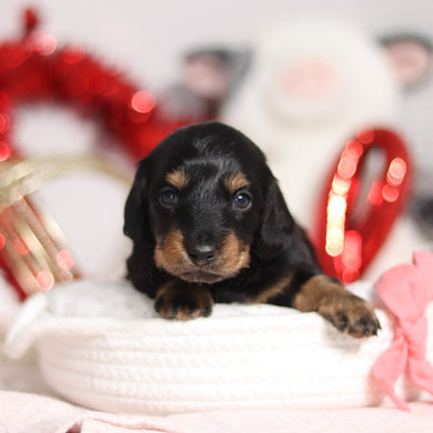 Ophelia - Available 3/5