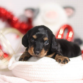 Ophelia - Available 3/5