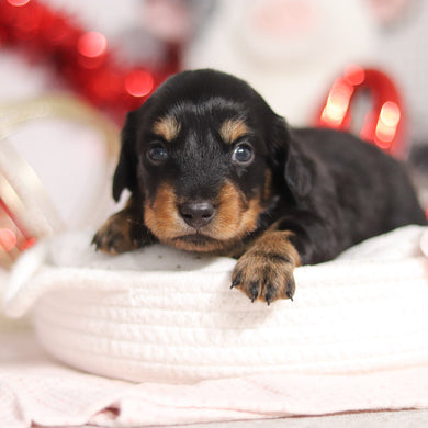 Odessa - Available 3/5