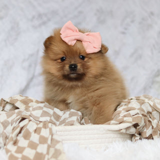 Petey - Available 3/4