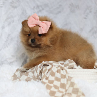 Petey - Available 3/4