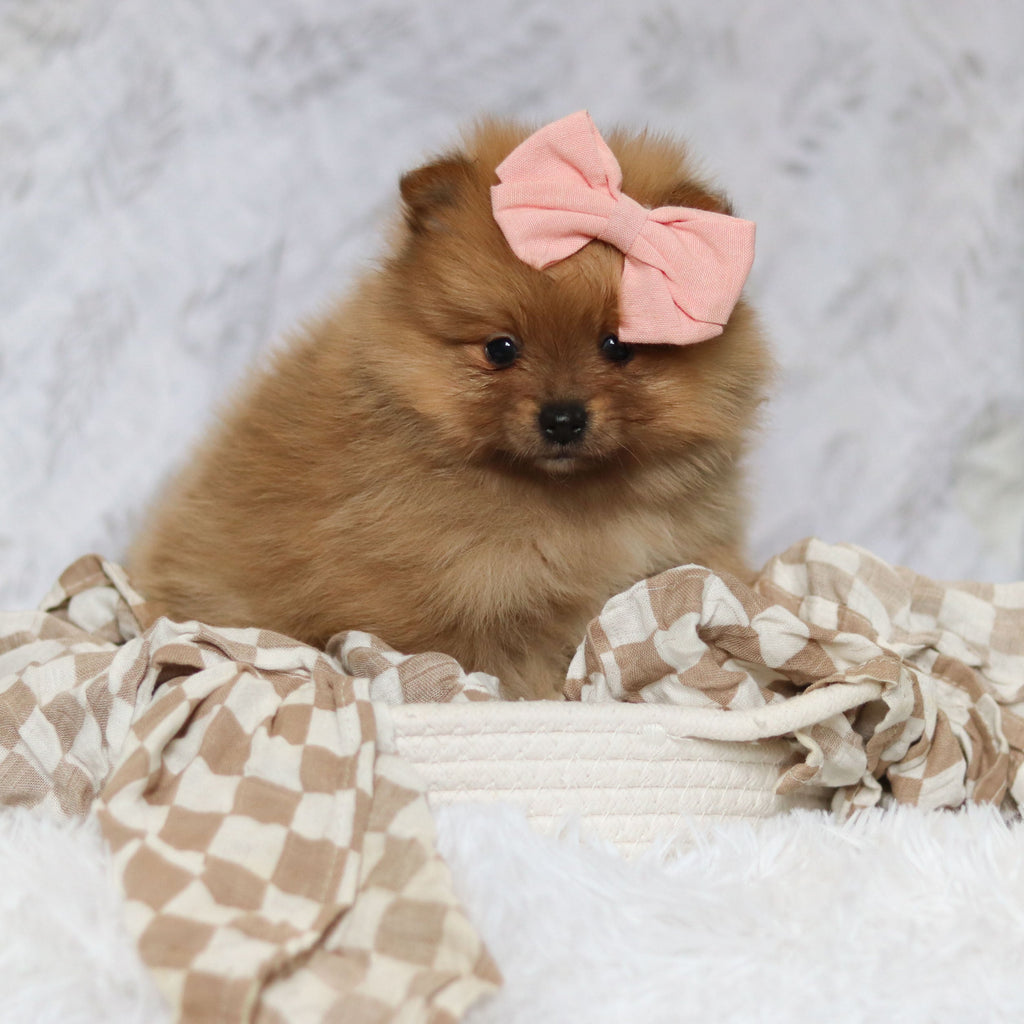 Petey - Available 3/4