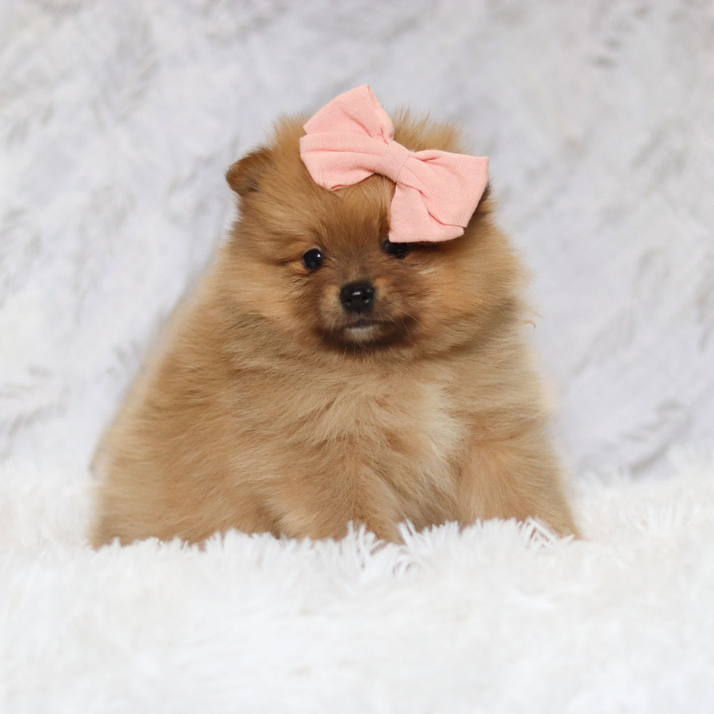 Petey - Available 3/4