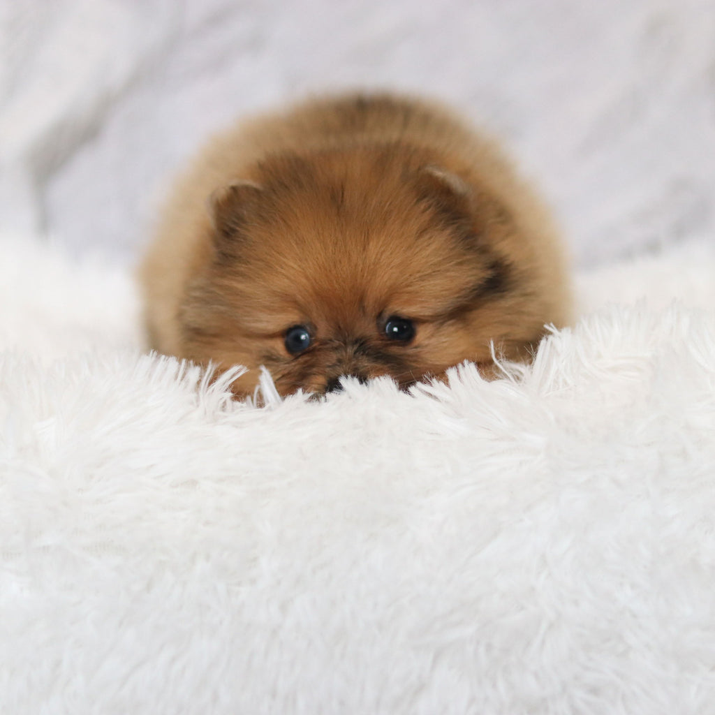 Petey - Available 3/4