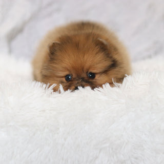 Petey - Available 3/4