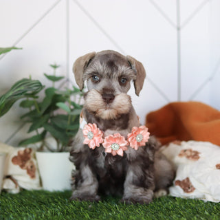 Zendaya - Available 2/19