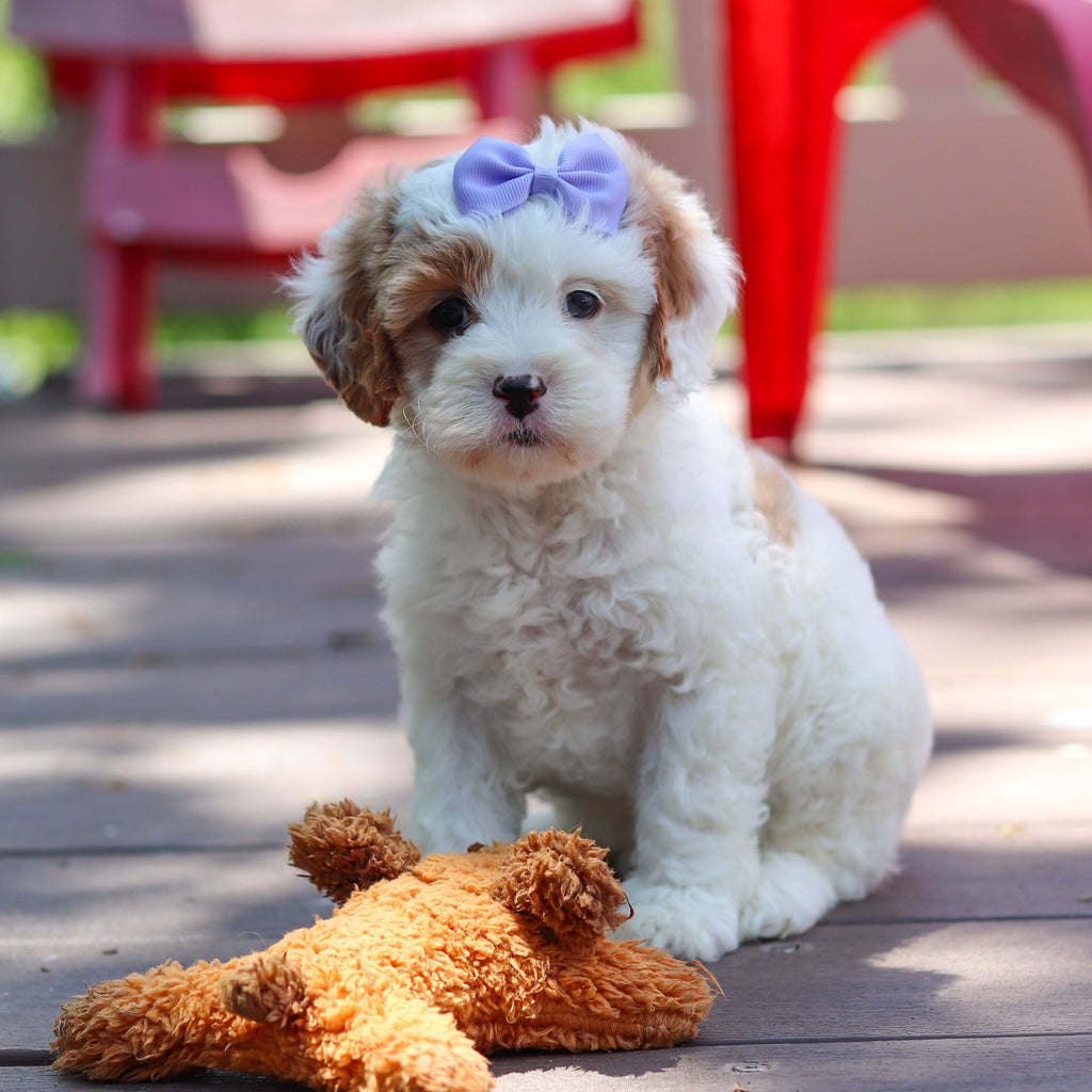 Dolly - Available 6/4