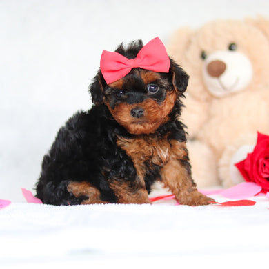 Elphie - Available 3/5