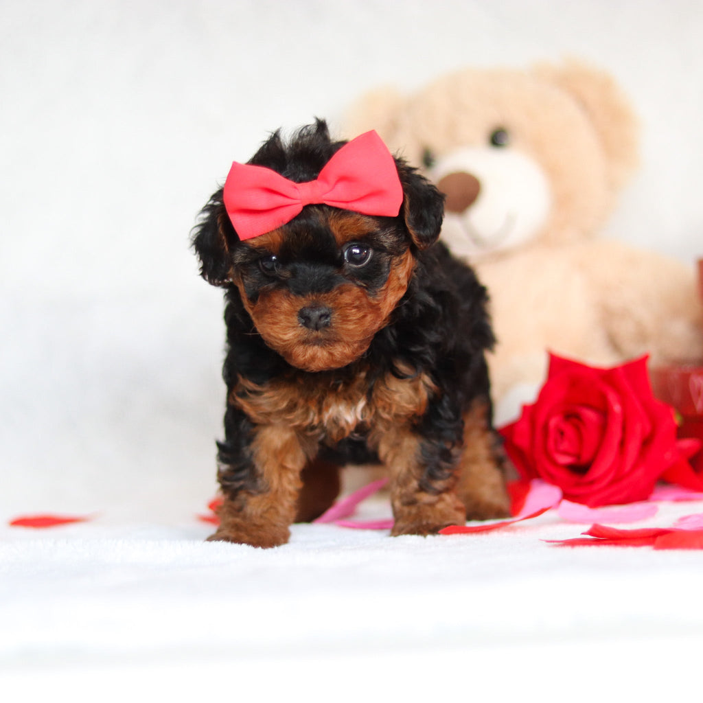 Elphie - Available 3/5