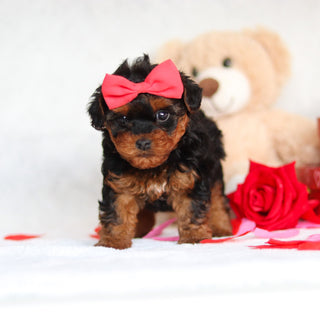 Elphie - Available 3/5