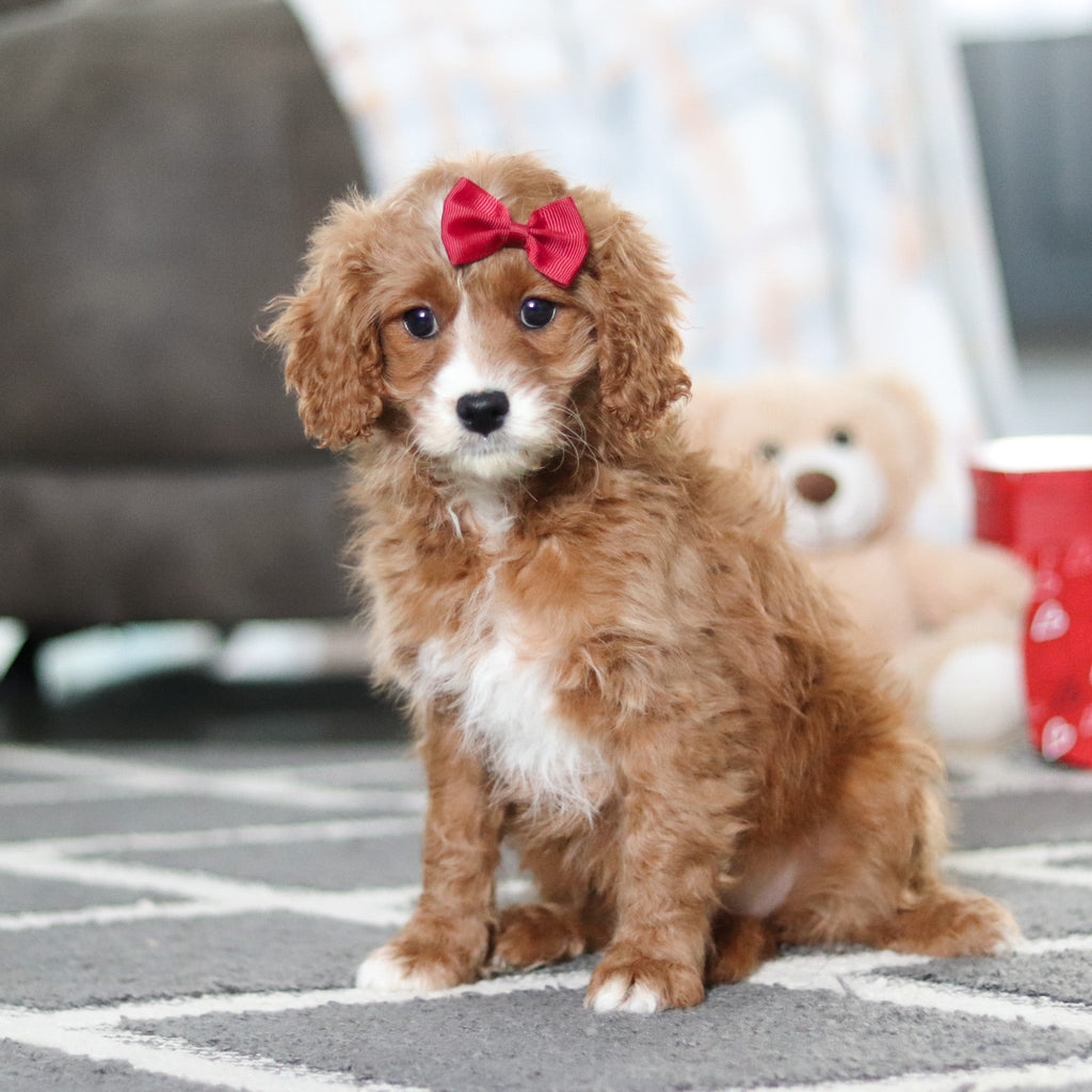 Aliya - Available Now