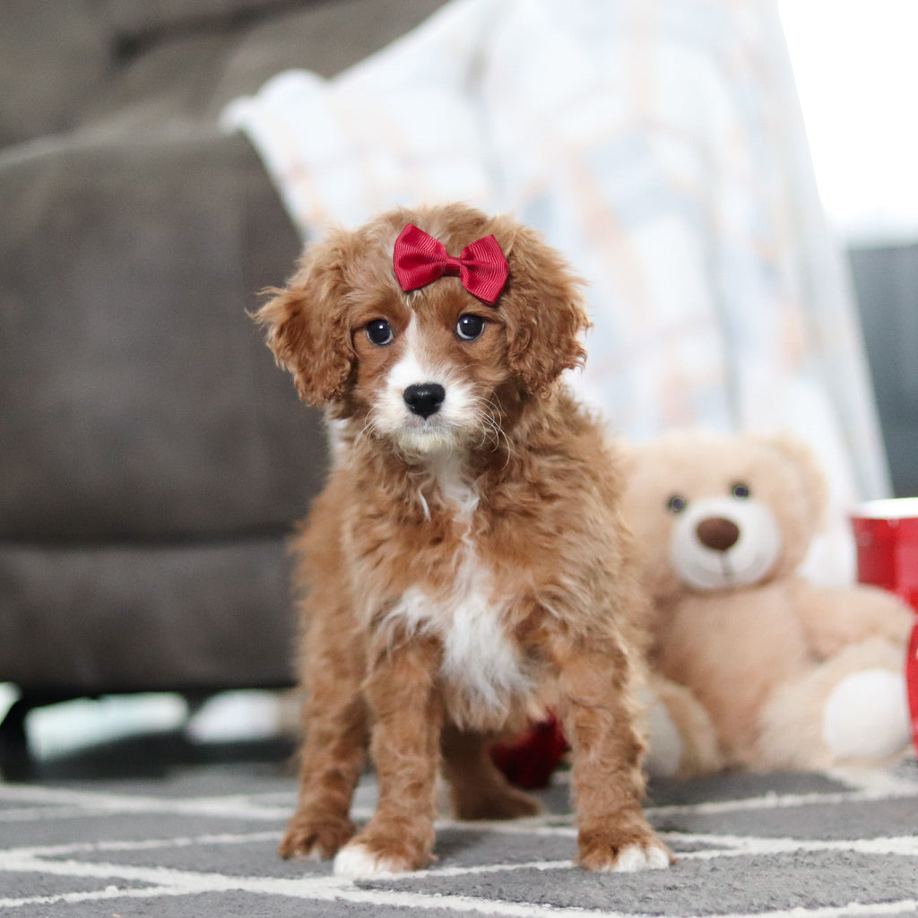 Aliya - Available 2/19