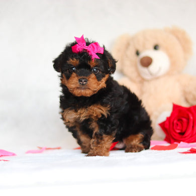 Nessa - Available 3/5