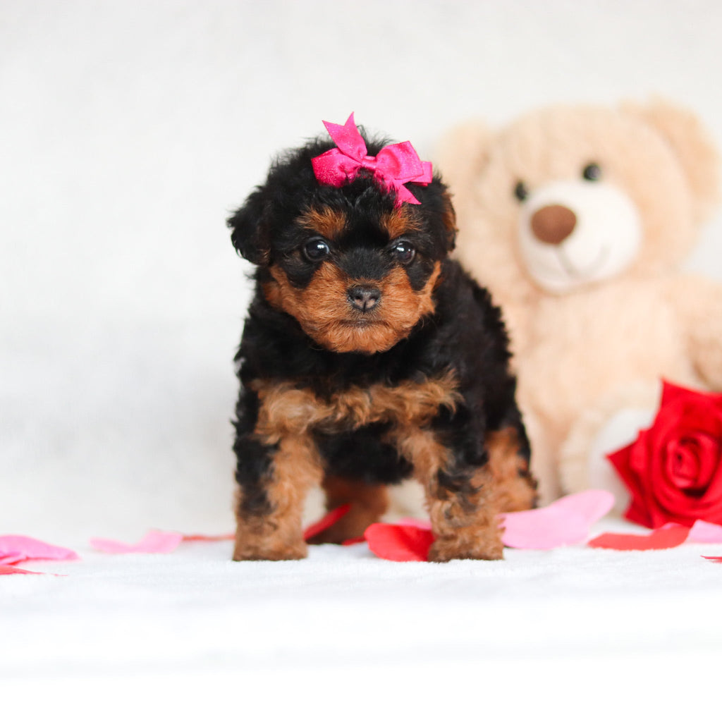 Nessa - Available 3/5