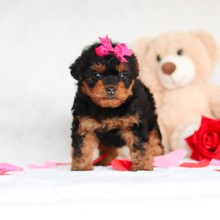 Nessa - Available 3/5