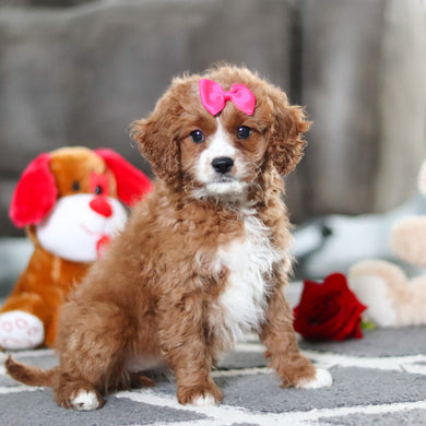 Alani - Available 2/19