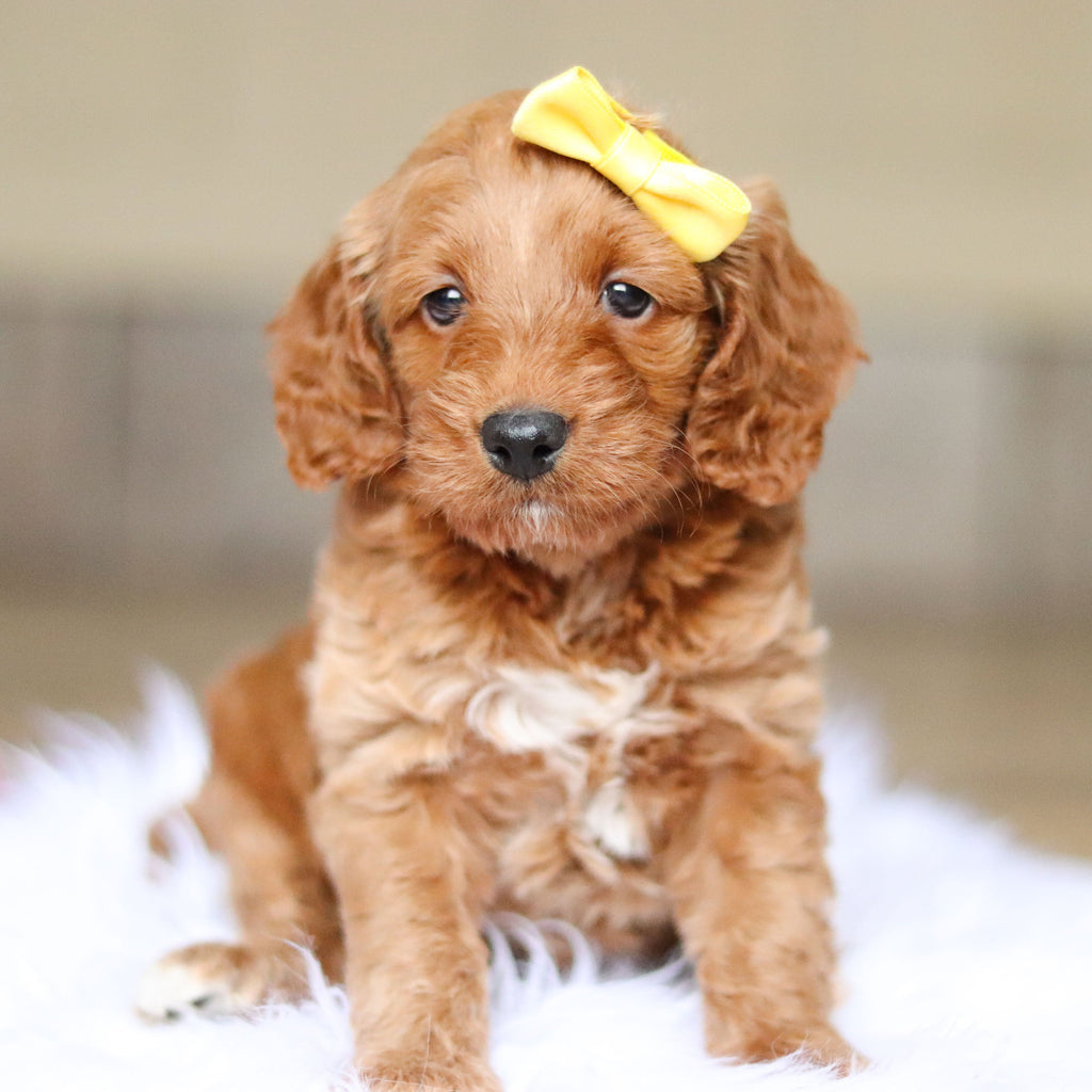 Nancy - Available 6/4