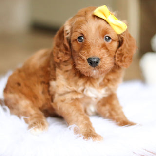 Nancy - Available 6/4