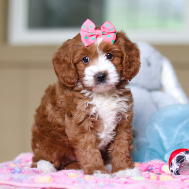 Winifred - Available 4/23