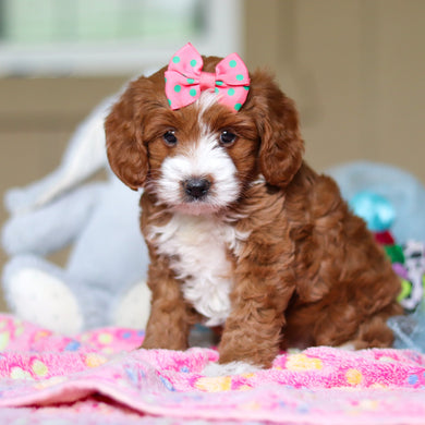 Winifred - Available 4/23