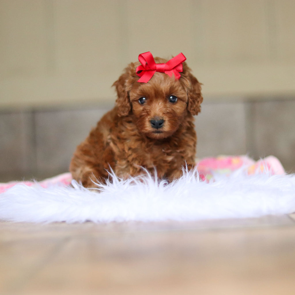 Nicky - Available 6/5