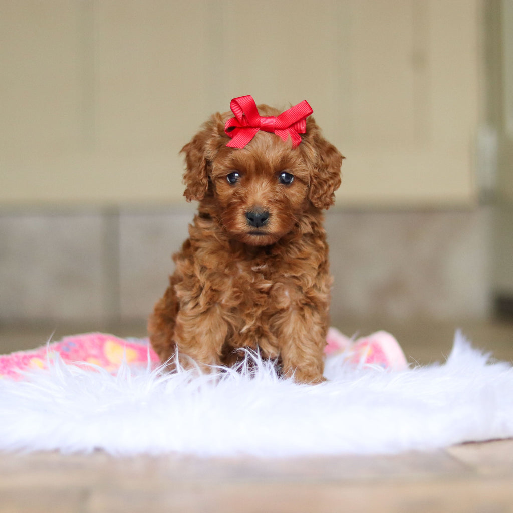 Nicky - Available Now