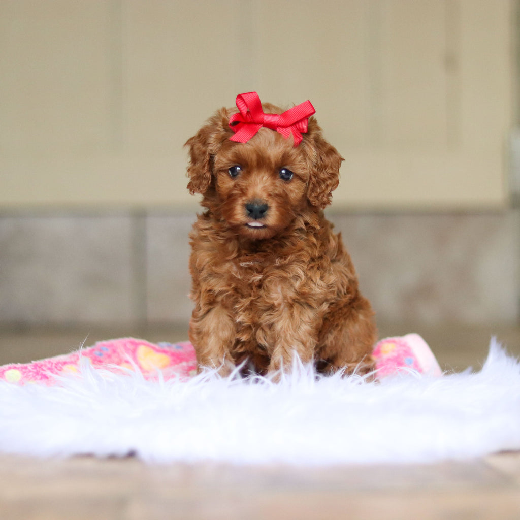 Nicky - Available 6/4