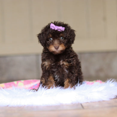 Rita - Available Now
