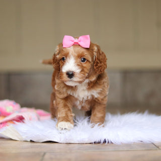Nora - Available 6/4