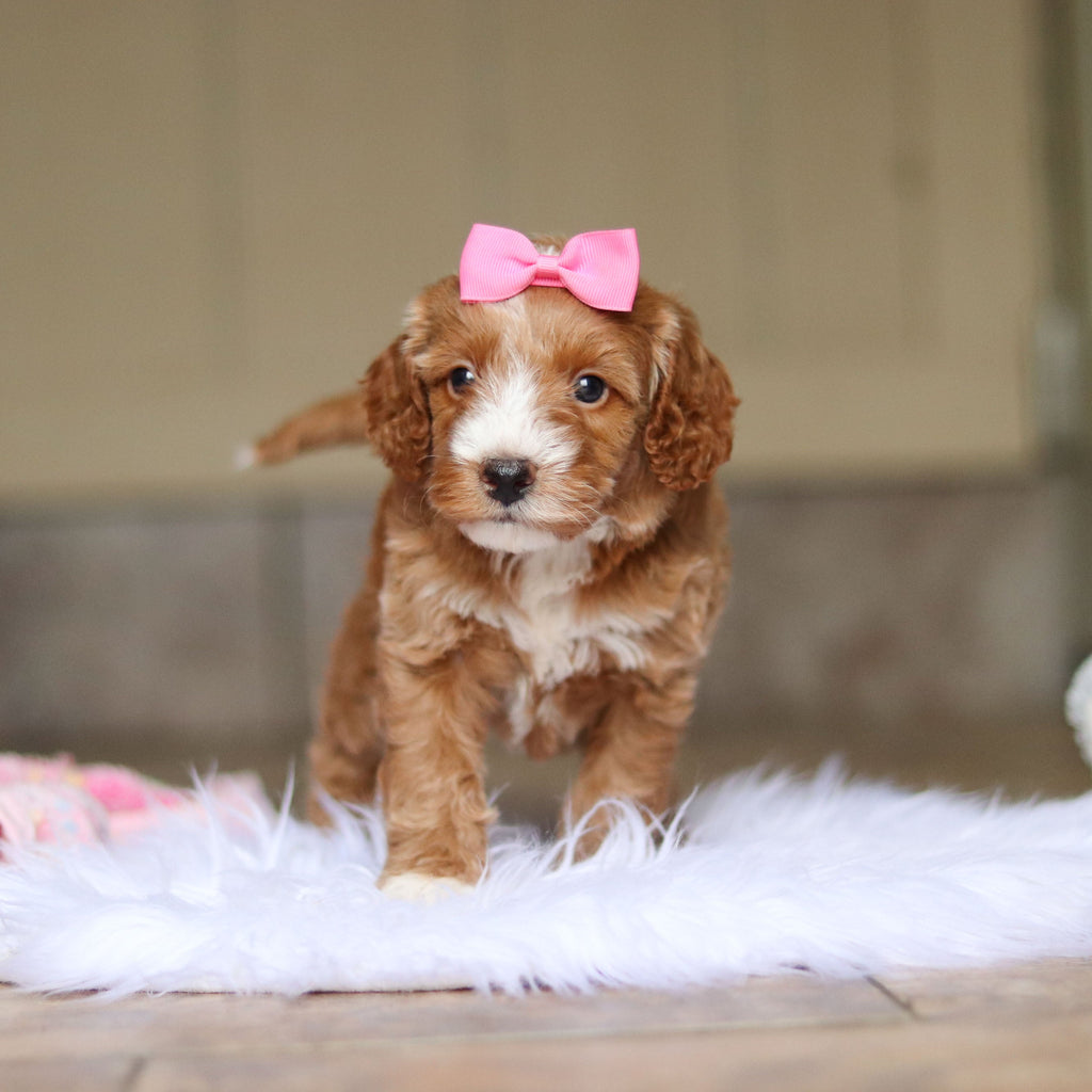 Nora - Available 6/4
