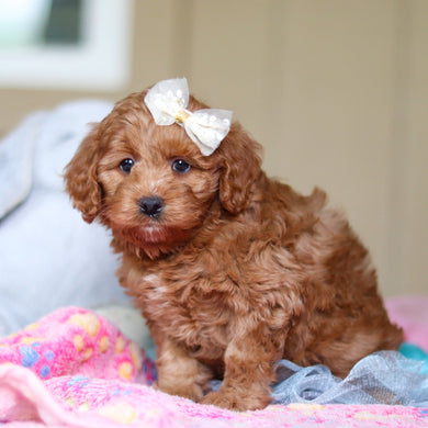 Winnie - Available 4/23