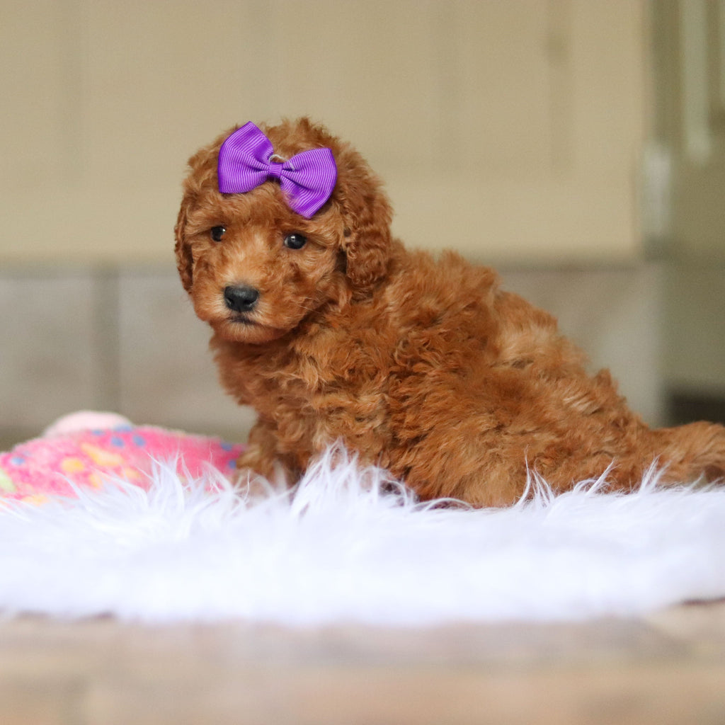Nellie - Available Now