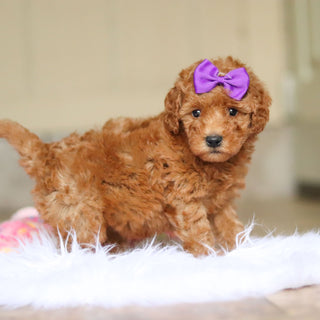 Nellie - Available 6/4
