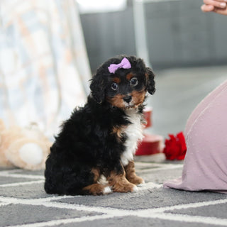 Amelia - Available 2/19