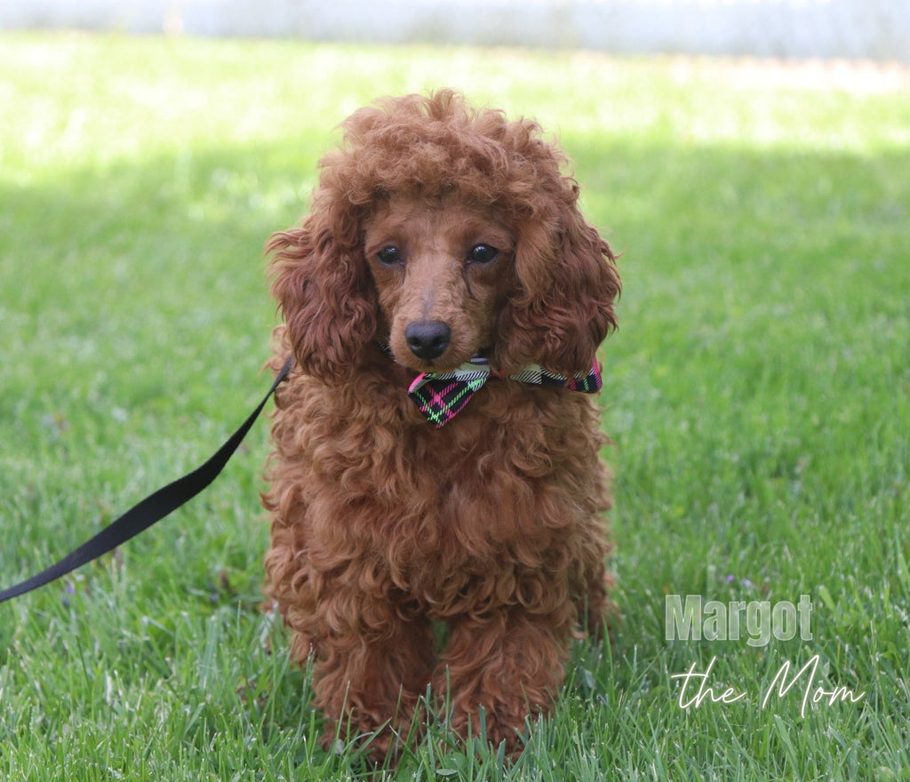 Lorena - Available 12/31