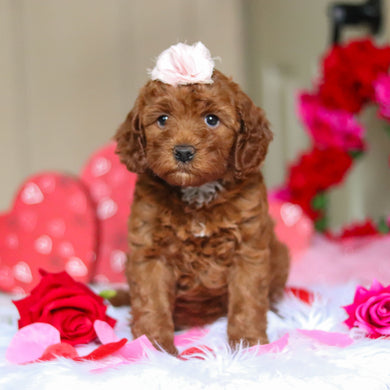 Talia - Available 2/26