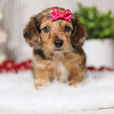 Mila - Available 4/2