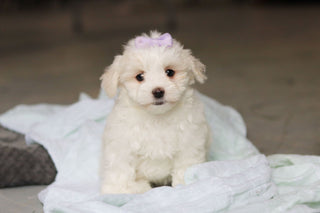 Honey - Available 5/14