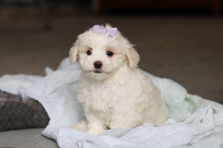 Honey - Available 5/14