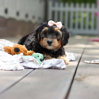 Chester - Available Now