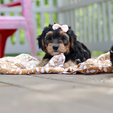 Chester - Available Now