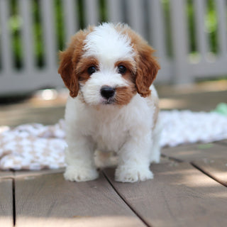 Dash - Available 6/5