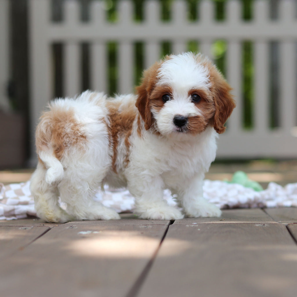 Dash - Available 6/5
