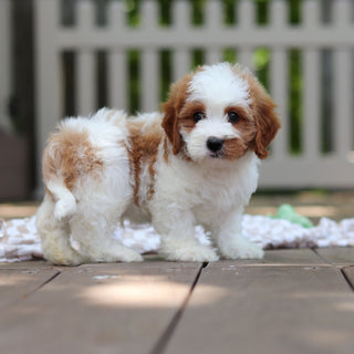 Dash - Available 6/5