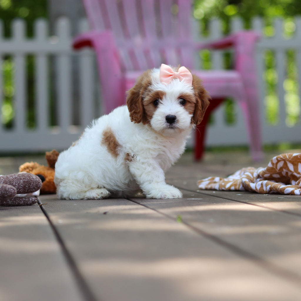Dotty - Available 6/4