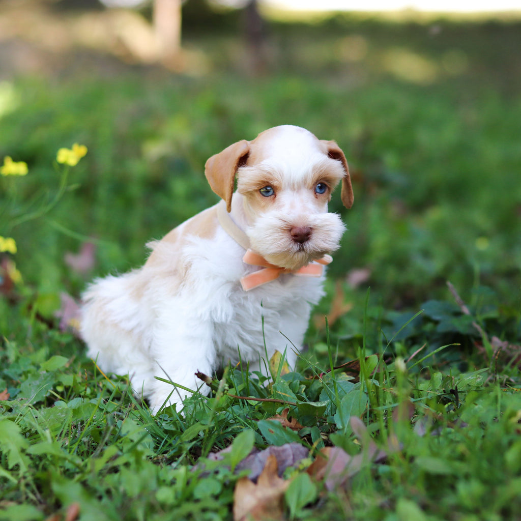Sandy - Available 10/22