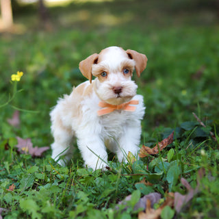 Sandy - Available 10/22