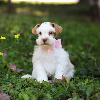 Sophie - Available 10/22