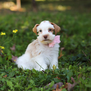 Sophie - Available 10/22